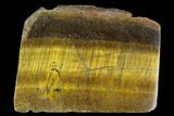 Polished Tiger's Eye Section - South Africa #128541-1